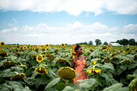 Sunflower Minis